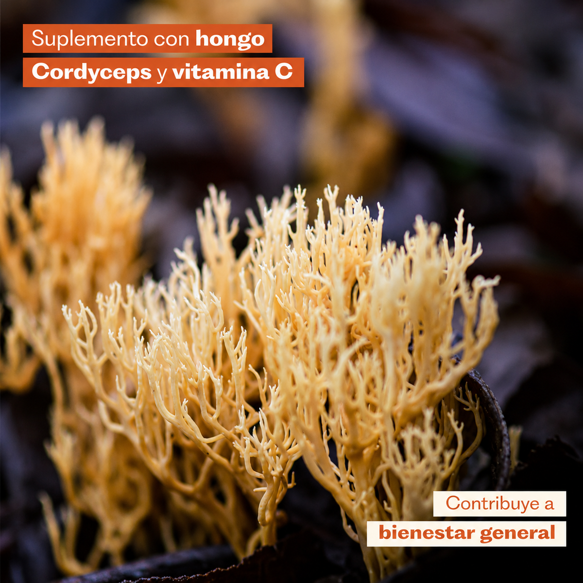 Cordyceps Suplemento Deportistas 60 Capsulas